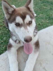 Lost Female Dog last seen Maybe somewhere on golden star Ave , Riverside, CA 92504