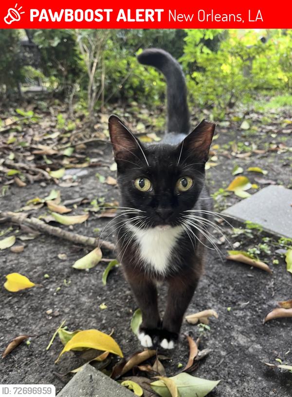 Lost Male Cat last seen Franklin & Verbena , New Orleans, LA 70122