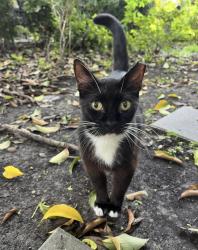 Lost Male Cat last seen Franklin & Verbena , New Orleans, LA 70122