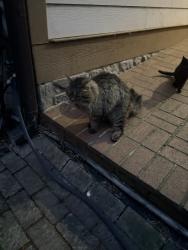 Found/Stray Male Cat last seen SR 158, Stokesdale, NC 27357