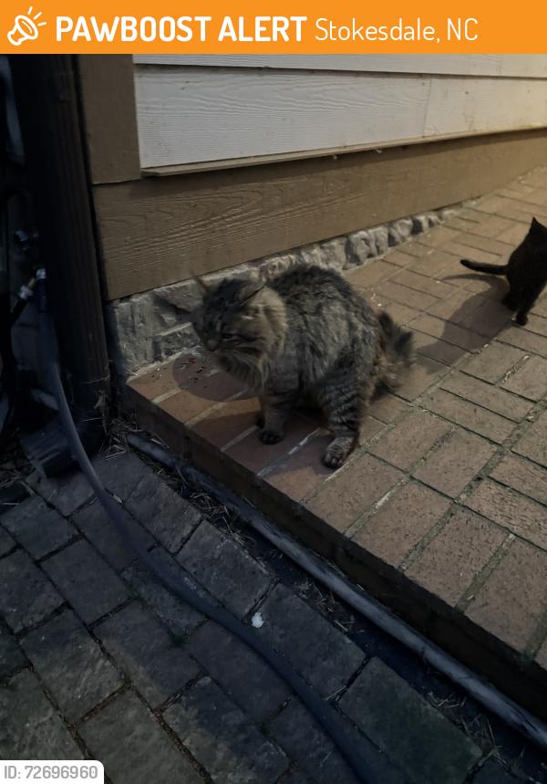 Found/Stray Male Cat last seen SR 158, Stokesdale, NC 27357