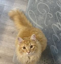 Lost Male Cat last seen Pecan Creek , Near Terry Middle School , Mesquite, TX 75181