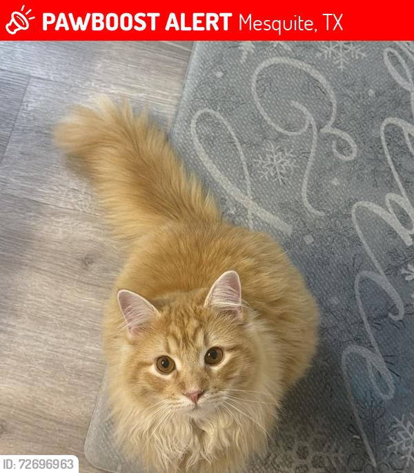 Lost Male Cat last seen Pecan Creek , Near Terry Middle School , Mesquite, TX 75181