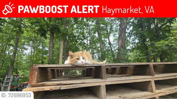 Lost Male Cat last seen Logmill Road, Haymarket, VA 20169
