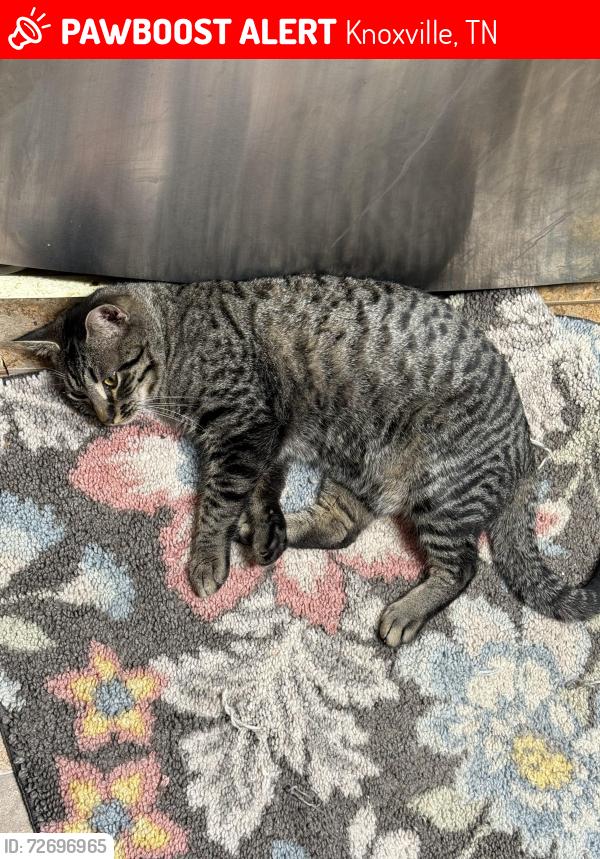 Lost Male Cat last seen Murray Dr , Knoxville, TN 37912