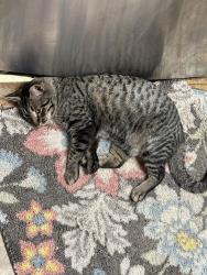 Lost Male Cat last seen Murray Dr , Knoxville, TN 37912