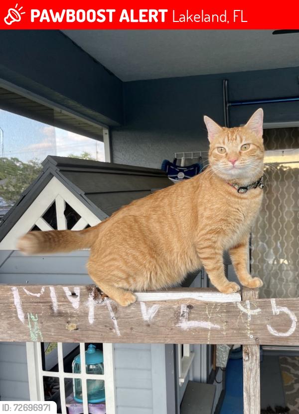Lost Male Cat last seen Peterson Rd and Harrell’s Nursery, Lakeland, FL 33812
