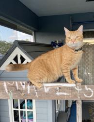 Lost Male Cat last seen Peterson Rd and Harrell’s Nursery, Lakeland, FL 33812