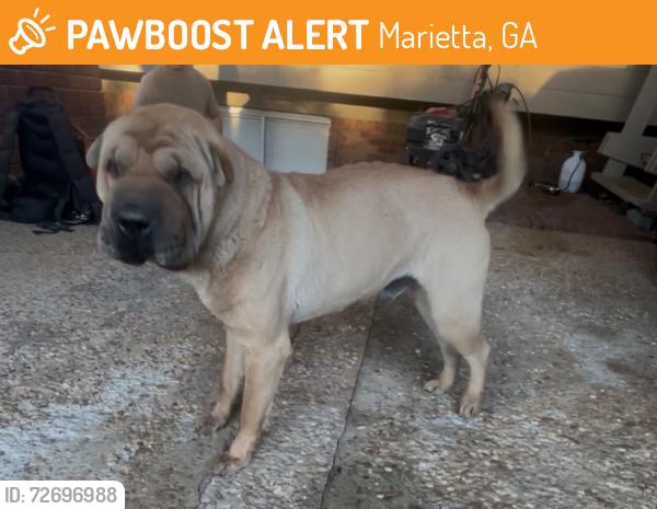 Found/Stray Male Dog last seen Bells ferry/barret pkwy/mark ave, Marietta, GA 30066