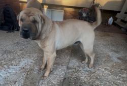 Found/Stray Male Dog last seen Bells ferry/barret pkwy/mark ave, Marietta, GA 30066