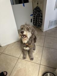 Found/Stray Male Dog last seen Baseline and Mcclintock, Tempe, AZ 85282