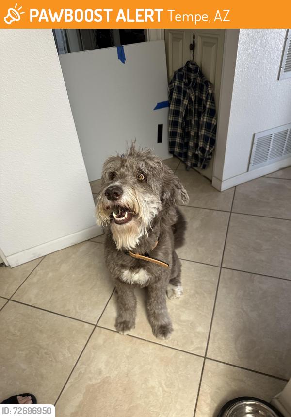 Found/Stray Male Dog last seen Baseline and Mcclintock, Tempe, AZ 85282