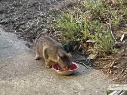 Found/Stray Unknown Cat last seen Old Chapel Hill Road, Durham, NC 27707