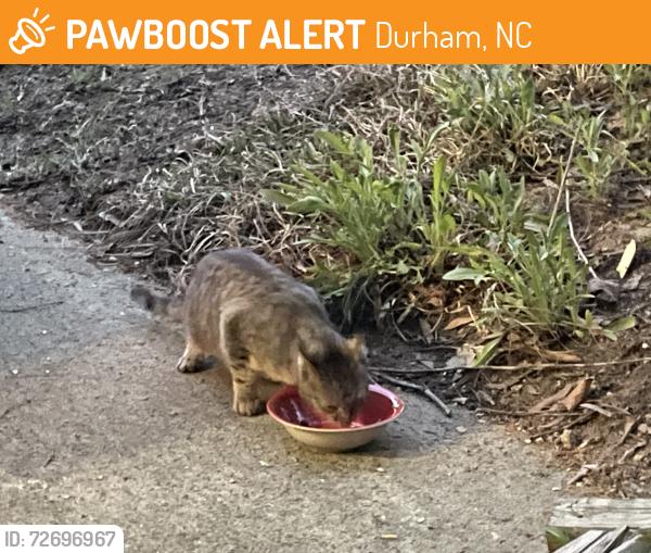 Found/Stray Unknown Cat last seen Old Chapel Hill Road, Durham, NC 27707