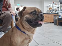 Found/Stray Male Dog last seen Near Woo's Wings, Oklahoma City, OK 73111