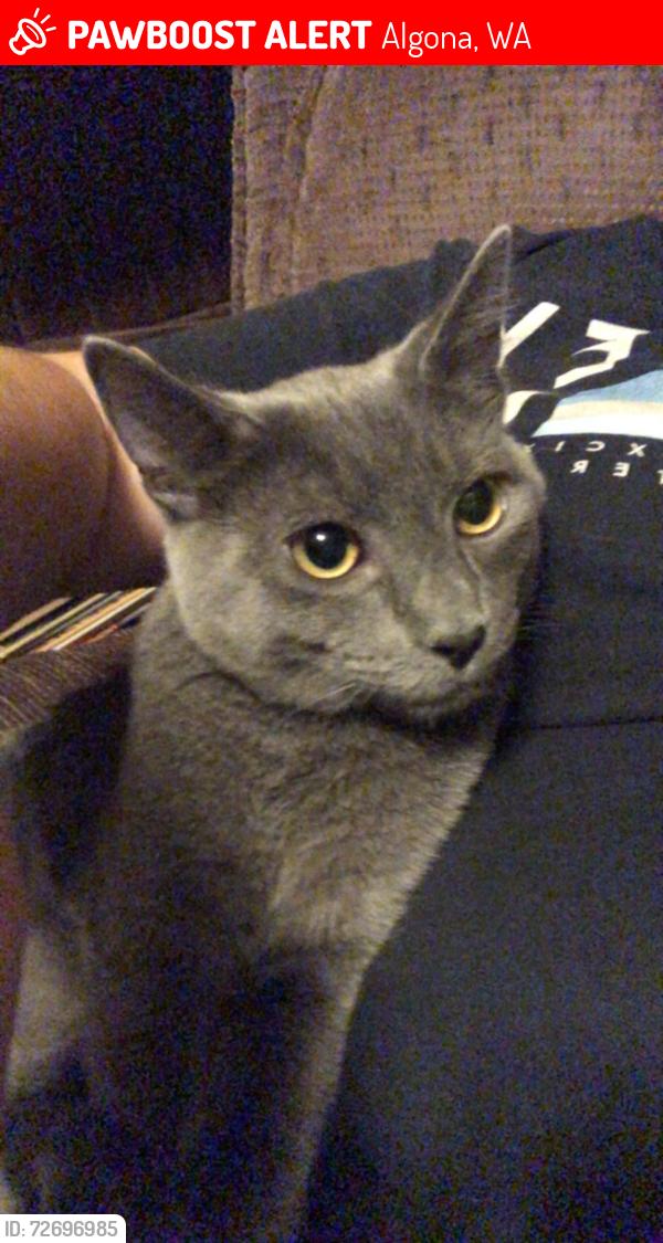 Lost Male Cat last seen Main st , Algona, WA 98001