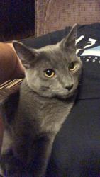 Lost Male Cat last seen Main st , Algona, WA 98001