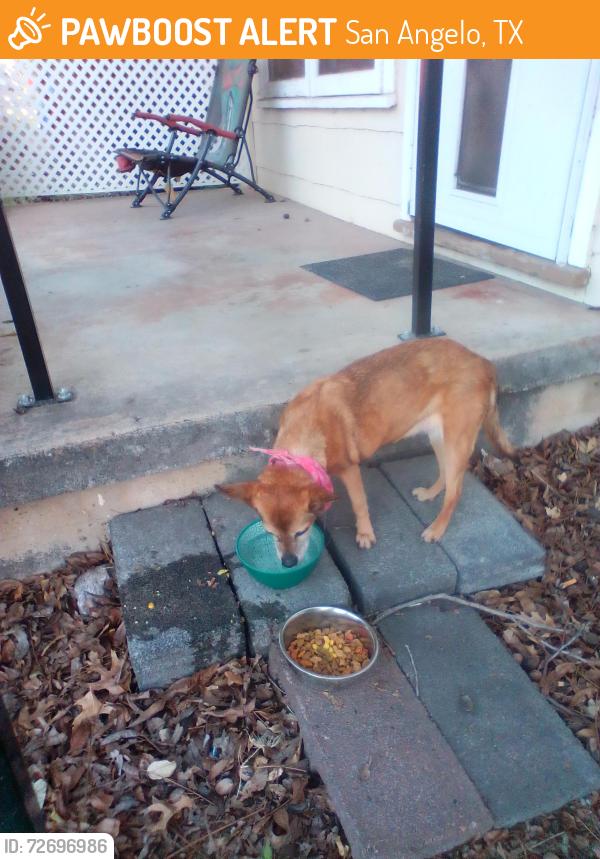 Found/Stray Female Dog last seen Guadalupe st , San Angelo, TX 76901