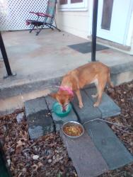 Found/Stray Female Dog last seen Guadalupe st , San Angelo, TX 76901