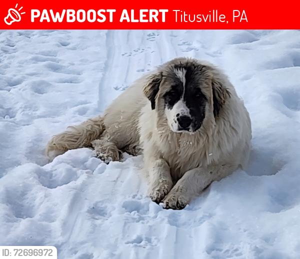 Lost Female Dog last seen Shriner road, Titusville, PA 16354