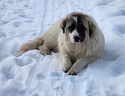 Lost Female Dog last seen Shriner road, Titusville, PA 16354