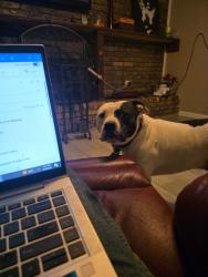 Lost Male Dog last seen Butterfield Road / Little Road between I20 and 187, Arlington, TX 76012