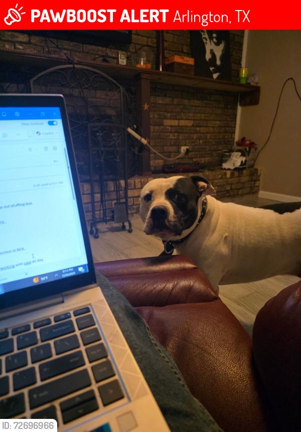 Lost Male Dog last seen Butterfield Road / Little Road between I20 and 187, Arlington, TX 76012