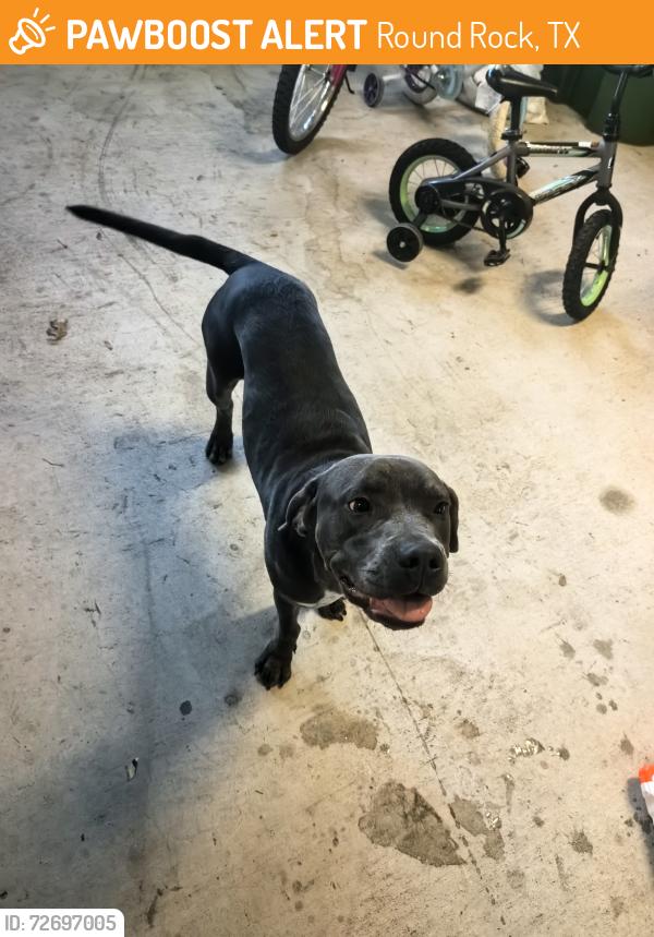 Found/Stray Unknown Dog last seen Caldwell Palm Circle , Round Rock, TX 78665