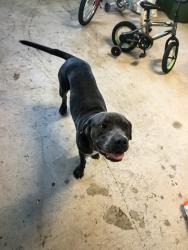 Found/Stray Unknown Dog last seen Caldwell Palm Circle , Round Rock, TX 78665