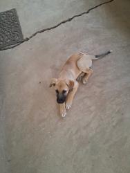 Found/Stray Female Dog last seen Near , Alvarado, TX 76009