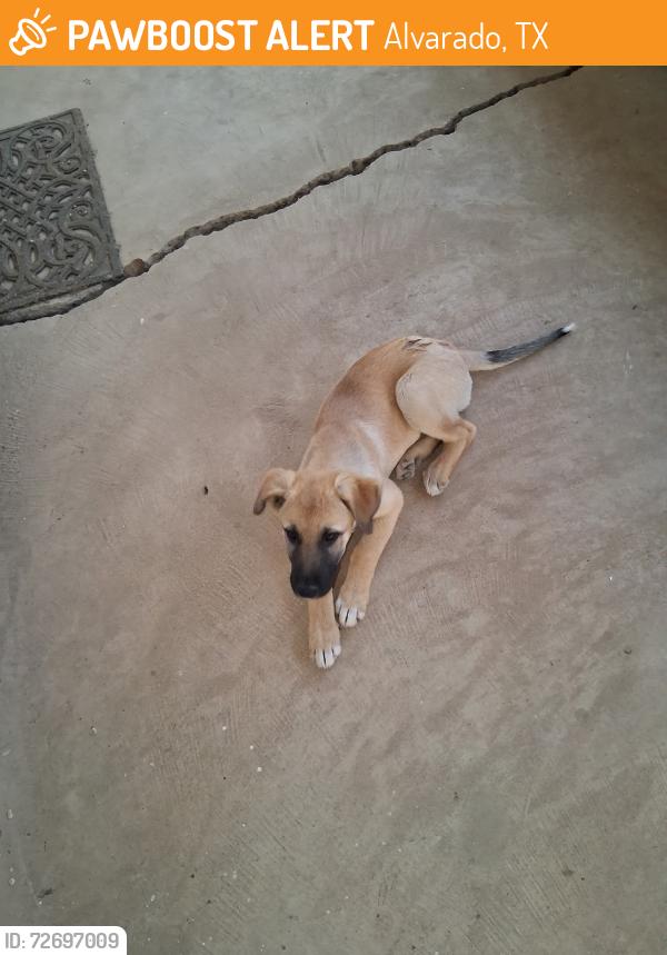Found/Stray Female Dog last seen Near , Alvarado, TX 76009