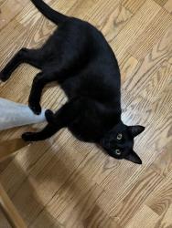 Lost Male Cat last seen Atherton Avenue, Elmont, NY 11003