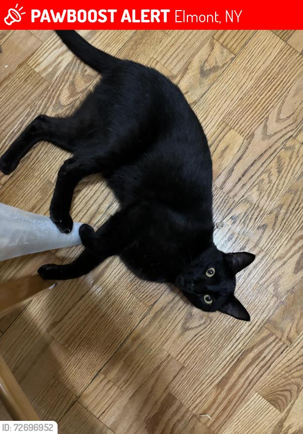 Lost Male Cat last seen Atherton Avenue, Elmont, NY 11003