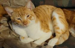 Lost Male Cat last seen S.R. 434 and Sherry Ave, Winter Springs, FL 32708