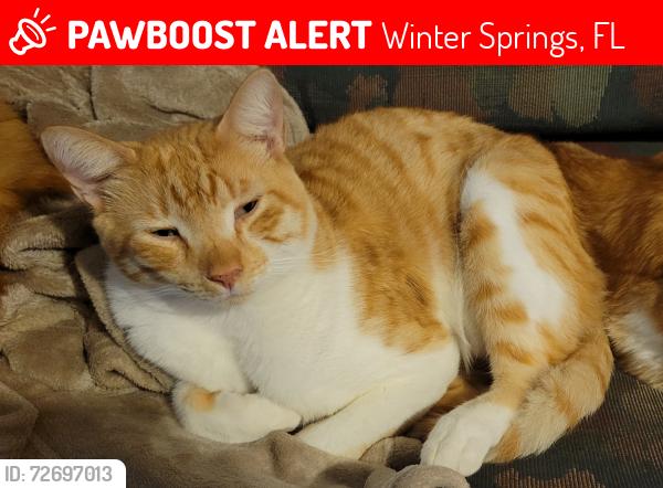 Lost Male Cat last seen S.R. 434 and Sherry Ave, Winter Springs, FL 32708