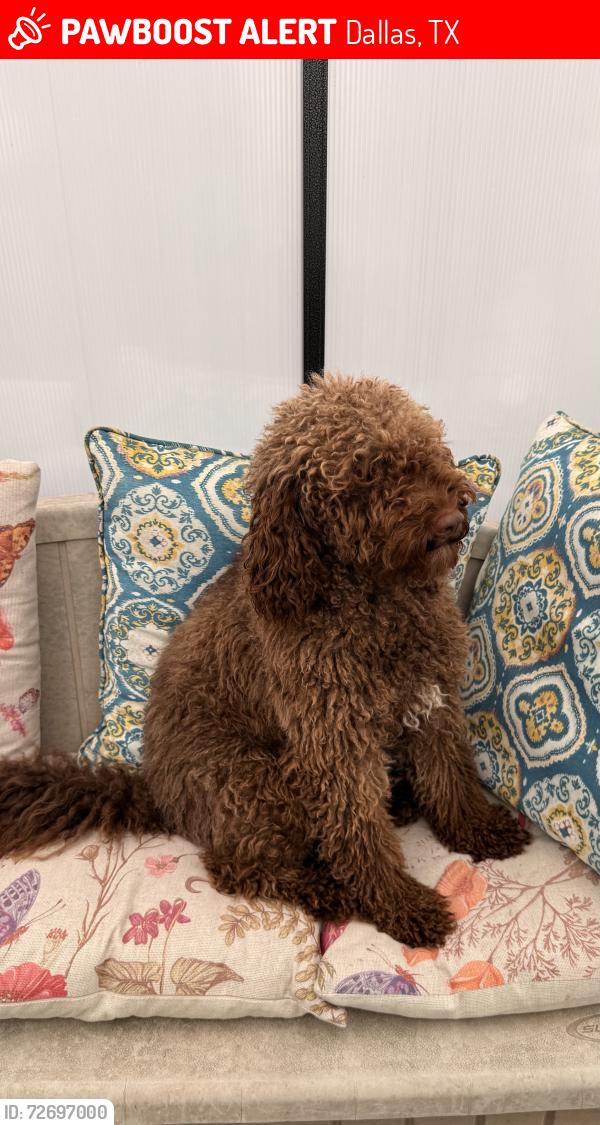 Lost Male Dog last seen Eagle Ford and Deep Green Dr. / Mountain Creek Neighborhoods, Dallas, TX 75249