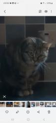 Lost Female Cat last seen Spencer Avenue , Peterborough, England PE2