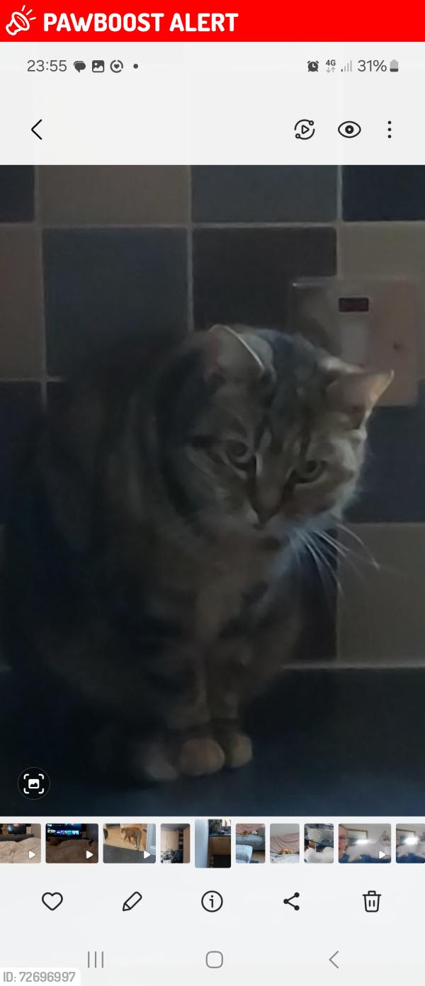 Lost Female Cat last seen Spencer Avenue , Peterborough, England PE2