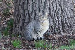Found/Stray Male Cat last seen Harmon Drive, Mamaroneck, NY 10543
