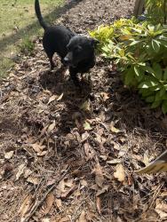 Found/Stray Male Dog last seen White Oak Dr and Greendale Road Cahaba Heights, Vestavia Hills, AL 35243