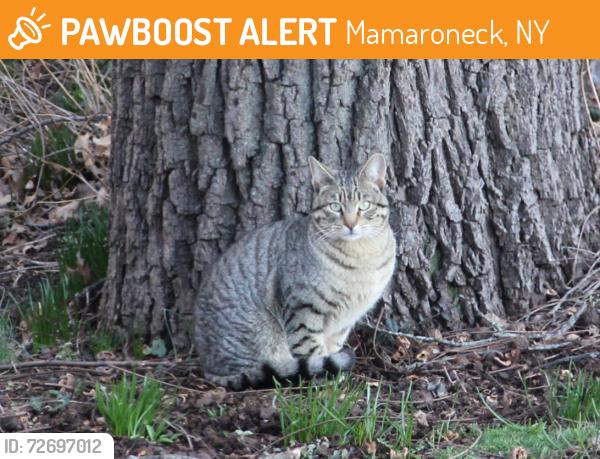 Found/Stray Male Cat last seen Harmon Drive, Mamaroneck, NY 10543