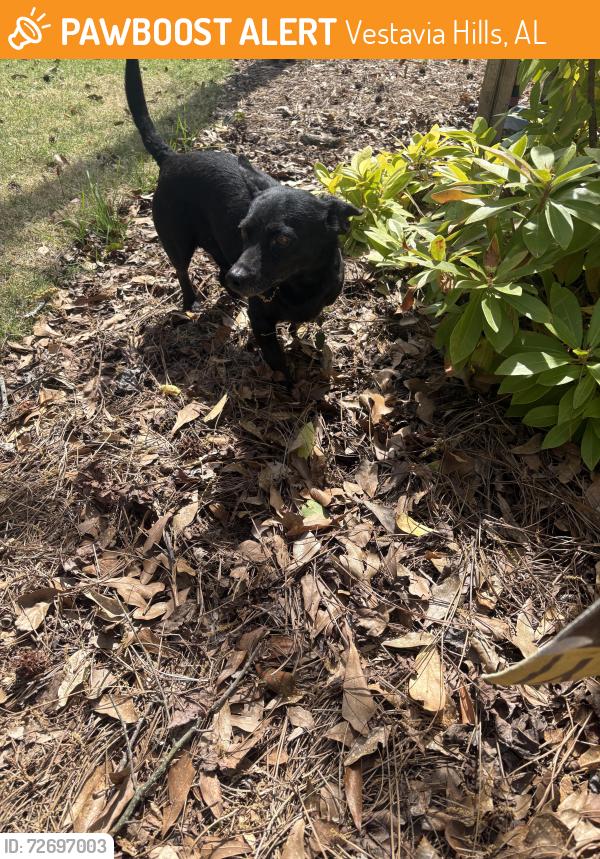 Found/Stray Male Dog last seen White Oak Dr and Greendale Road Cahaba Heights, Vestavia Hills, AL 35243