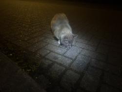 Found/Stray Unknown Cat last seen Crematorium, Berkshire, England SL2
