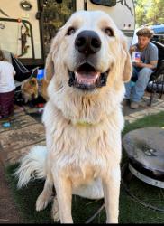 Lost Male Dog last seen State route 79 & Diversion Dam Road, Florence, AZ 85132