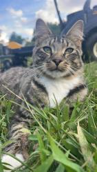 Lost Male Cat last seen Beaverdam, Canton, NC 28716