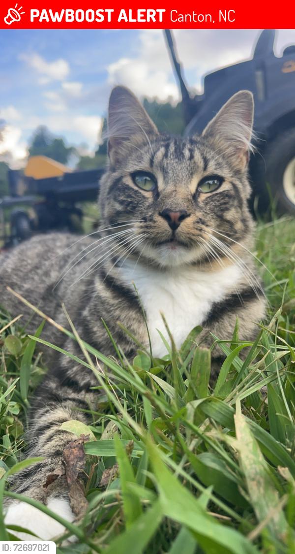 Lost Male Cat last seen Beaverdam, Canton, NC 28716