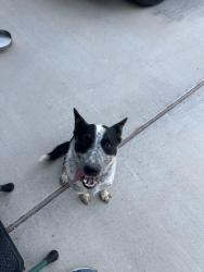 Found/Stray Female Dog last seen Monmack and 17 1/2, Edinburg, TX 78541