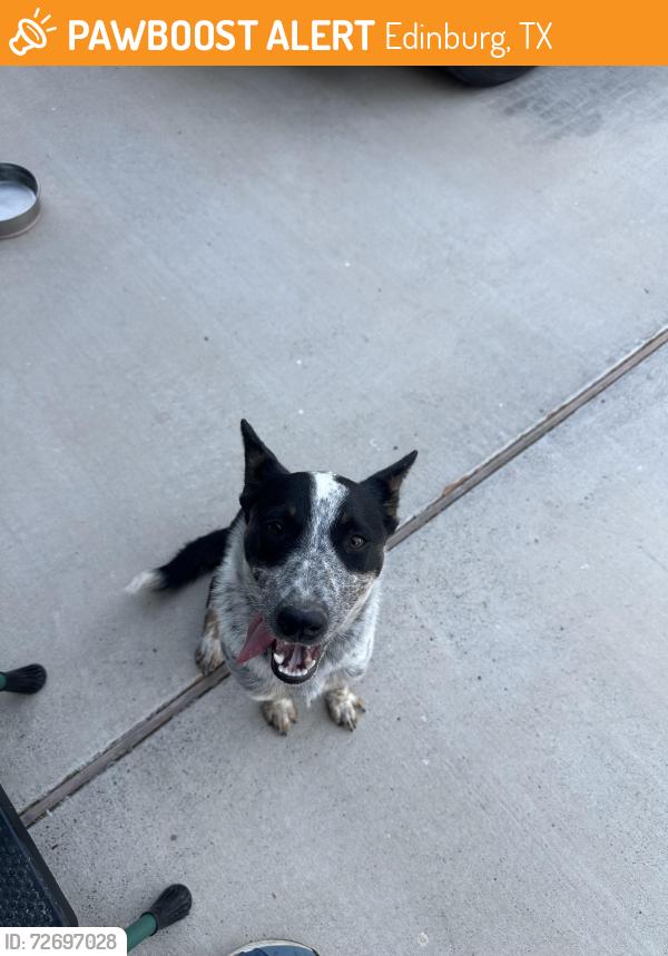 Found/Stray Female Dog last seen Monmack and 17 1/2, Edinburg, TX 78541
