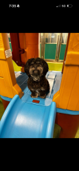 Lost Male Dog last seen Between Eanes Ln and Montpelier, Montrose, VA 23231