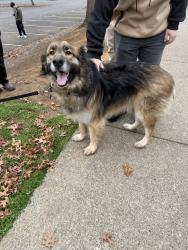 Lost Unknown Dog last seen West Salem High School , Salem, OR 97304